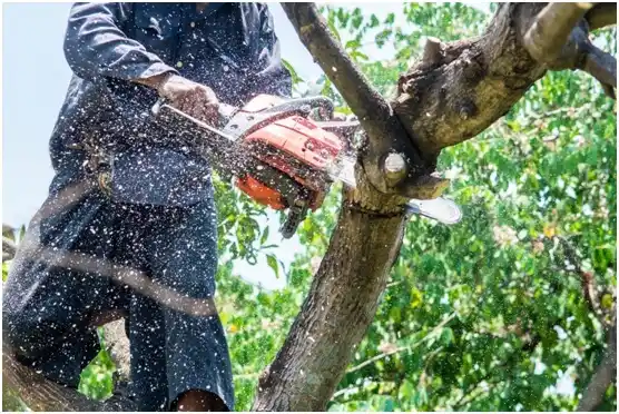 tree services Three Way